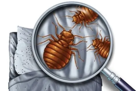 come eliminare le cimici da letto