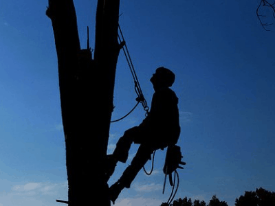 Corso Tree Climbing