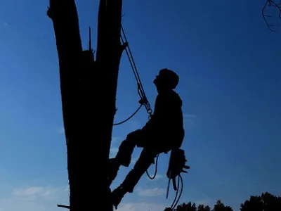 Corso Tree Climbing
