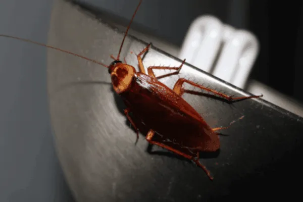 Periplaneta Americana – Informazioni sullo Scarafaggio Americano