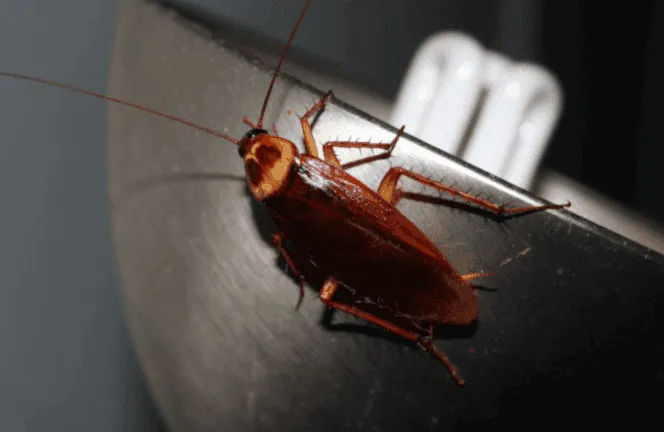 Periplaneta Americana
