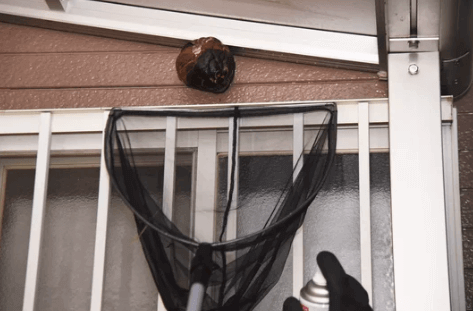 Come eliminare un nido di calabroni